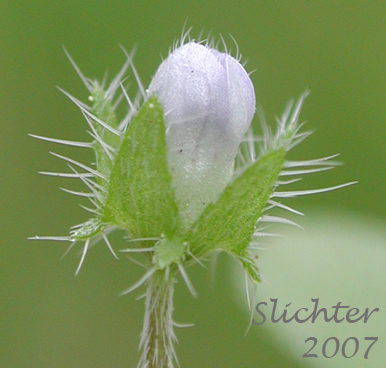 Calyx of Small-flowered Nemophila: Nemophila parviflora var. parviflora
