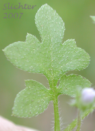 Leaf of Small-flowered Nemophila: Nemophila parviflora var. parviflora