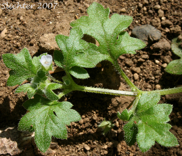 Small-flowered Nemophila: Nemophila parviflora var. parviflora