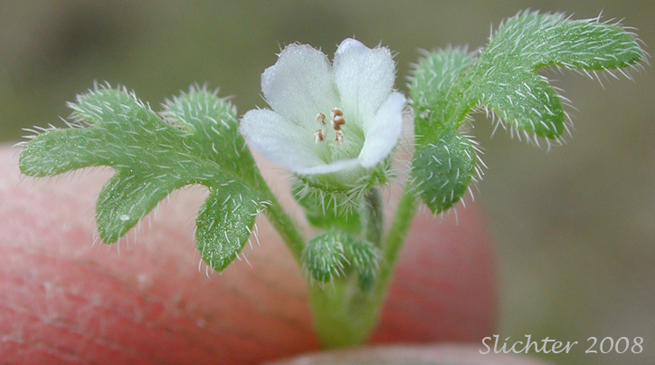 Flower and leaves of Small-flowered Nemophila: Nemophila parviflora var. parviflora