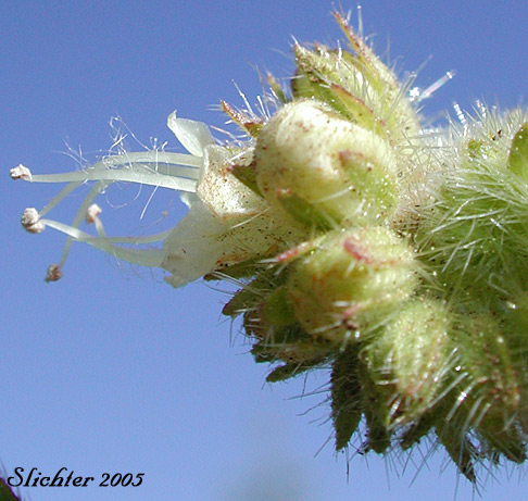 Varileaf Phacelia: Phacelia heterophylla var. virgata (Synonym: Phacelia heterophylla ssp. virgata)