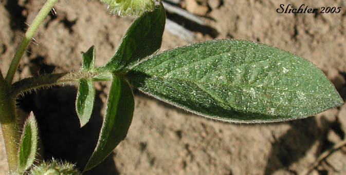 Stem leaf of Varileaf Phacelia: Phacelia heterophylla var. virgata (Synonym: Phacelia heterophylla ssp. virgata)