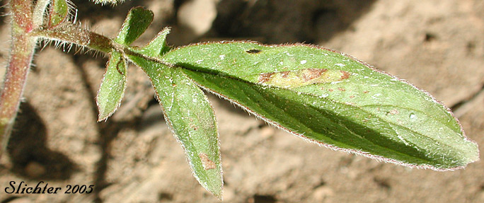 Stem leaf of Varileaf Phacelia: Phacelia heterophylla var. virgata (Synonym: Phacelia heterophylla ssp. virgata)