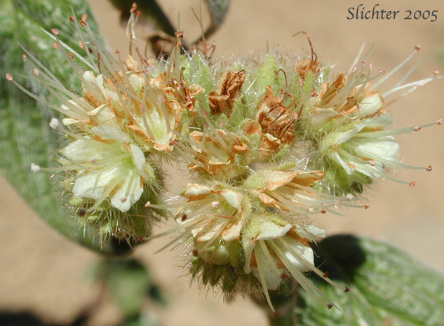 Narrow-sepaled Phacelia, Narrow-sepal Scorpion-weed: Phacelia hastata var. leptosepala (Synonym: Phacelia leptosepala)