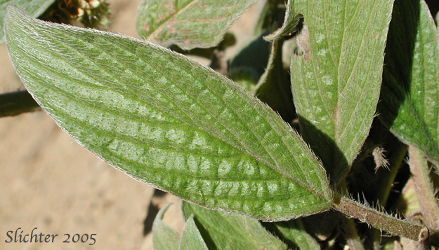 Leaf of Narrow-sepaled Phacelia, Narrow-sepal Scorpion-weed: Phacelia hastata var. leptosepala (Synonym: Phacelia leptosepala)