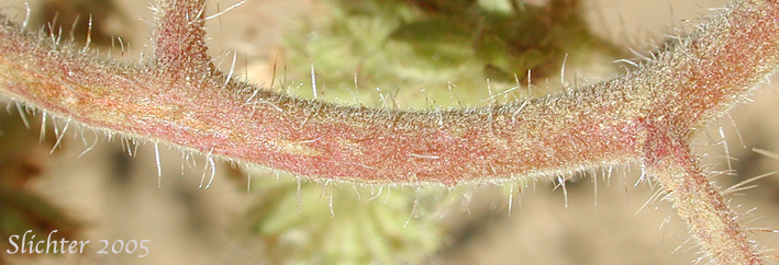 Stem of Narrow-sepaled Phacelia, Narrow-sepal Scorpion-weed: Phacelia hastata var. leptosepala (Synonym: Phacelia leptosepala)