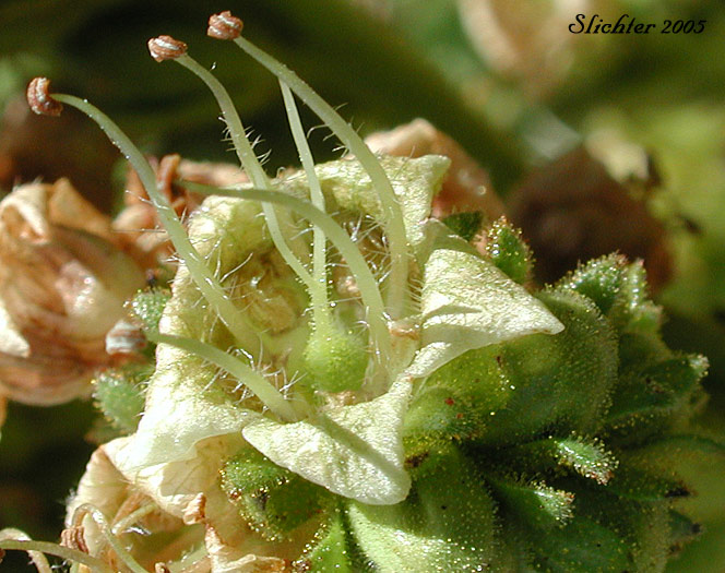 Flower of Tall Phacelia, Tall Scorpion-weed: Phacelia procera