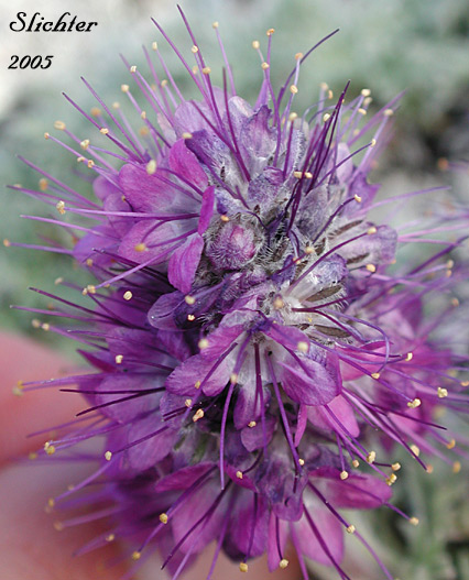 Silky Phacelia, Alpine Phacelia: Phacelia sericea ssp. sericea (Synonyms: Phacelia sericea ssp. sericea, Phacelia sericea var. caespitosa)