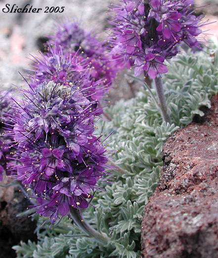 Silky Phacelia, Alpine Phacelia: Phacelia sericea ssp. sericea (Synonyms: Phacelia sericea ssp. sericea, Phacelia sericea var. caespitosa)