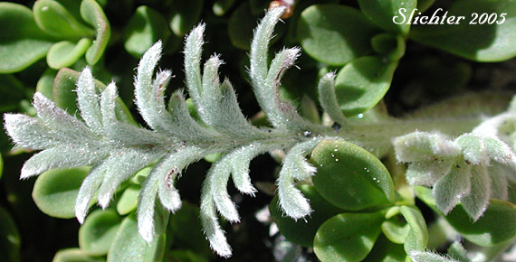 Leaf of Silky Phacelia, Alpine Phacelia: Phacelia sericea ssp. sericea (Synonyms: Phacelia sericea ssp. sericea, Phacelia sericea var. caespitosa)