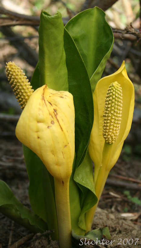 American Skunk Cabbage, Skunk-cabbage, Yellow Skunk Cabbage: Lysichiton americanus (Synonym: Lysichitum americanum)