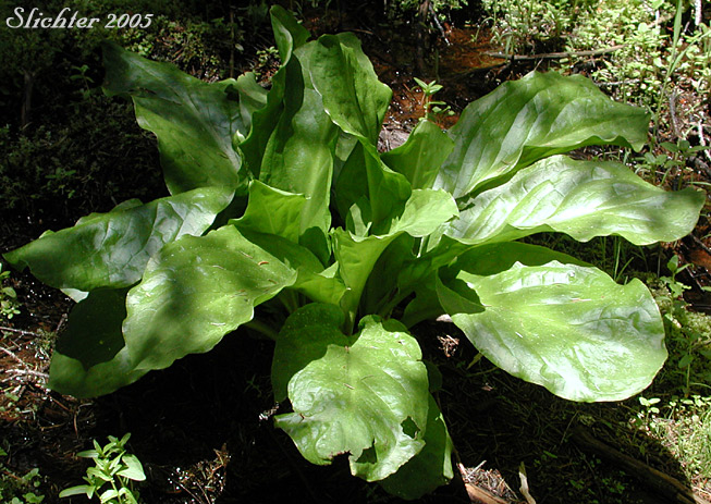 American Skunk Cabbage, Skunk-cabbage, Yellow Skunk Cabbage: Lysichiton americanus (Synonym: Lysichitum americanum)