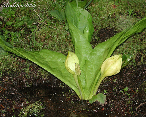 American Skunk Cabbage, Skunk-cabbage, Yellow Skunk Cabbage: Lysichiton americanus (Synonym: Lysichitum americanum)