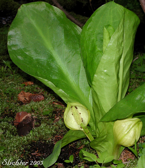 American Skunk Cabbage, Skunk-cabbage, Yellow Skunk Cabbage: Lysichiton americanus (Synonym: Lysichitum americanum)