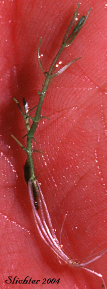 Autumnal Water-starwort, Northern Water-starwort: Callitriche hermaphroditica