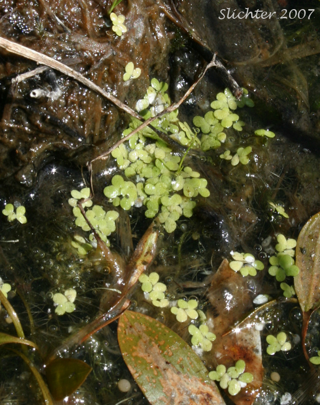 Common Duckweed, Lesser Duckweed, Water Lentil: Lemna minor