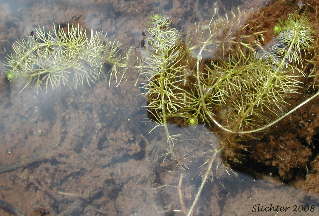 Hornwort, Coontail, Coon's-tail: Ceratophyllum demersum (Synonym: Ceratophyllum apiculatum)