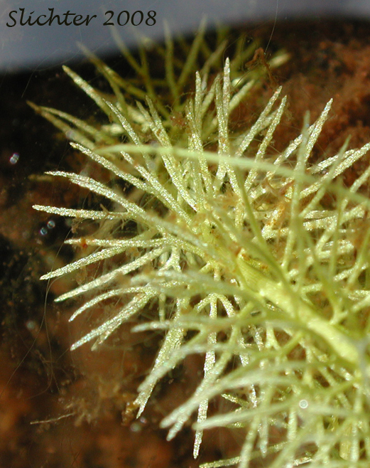Hornwort, Coontail, Coon's-tail: Ceratophyllum demersum (Synonym: Ceratophyllum apiculatum)