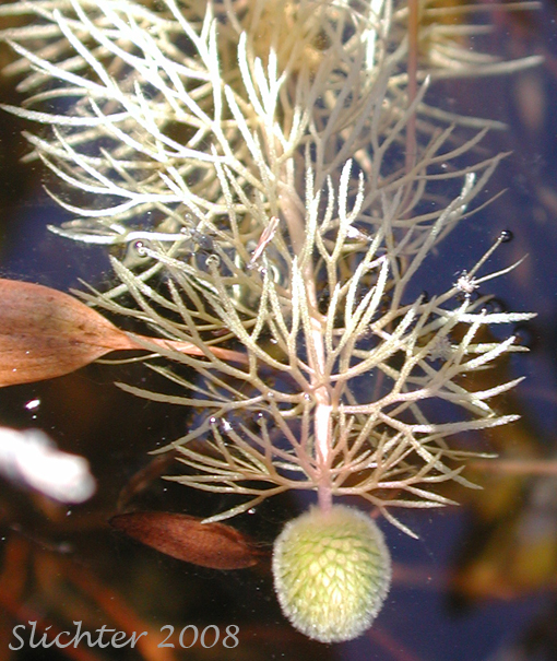 Hornwort, Coontail, Coon's-tail: Ceratophyllum demersum (Synonym: Ceratophyllum apiculatum)