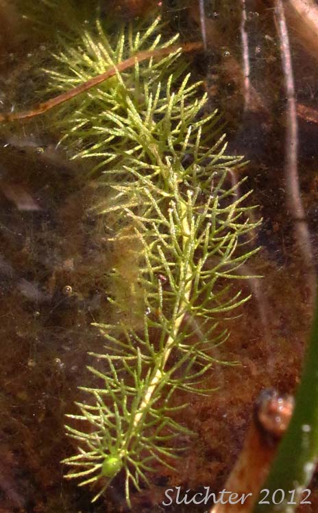 Hornwort, Coontail, Coon's-tail: Ceratophyllum demersum (Synonym: Ceratophyllum apiculatum)