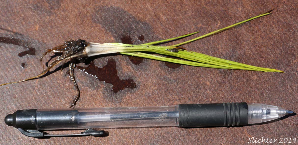 Nuttall's Quillwort: Isoetes nuttallii (Synonyms: Isoetes opaca, Isoetes suksdorfii)