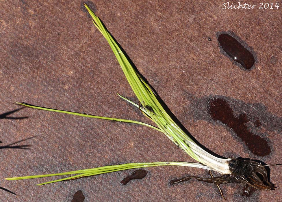 Nuttall's Quillwort: Isoetes nuttallii (Synonyms: Isoetes opaca, Isoetes suksdorfii)