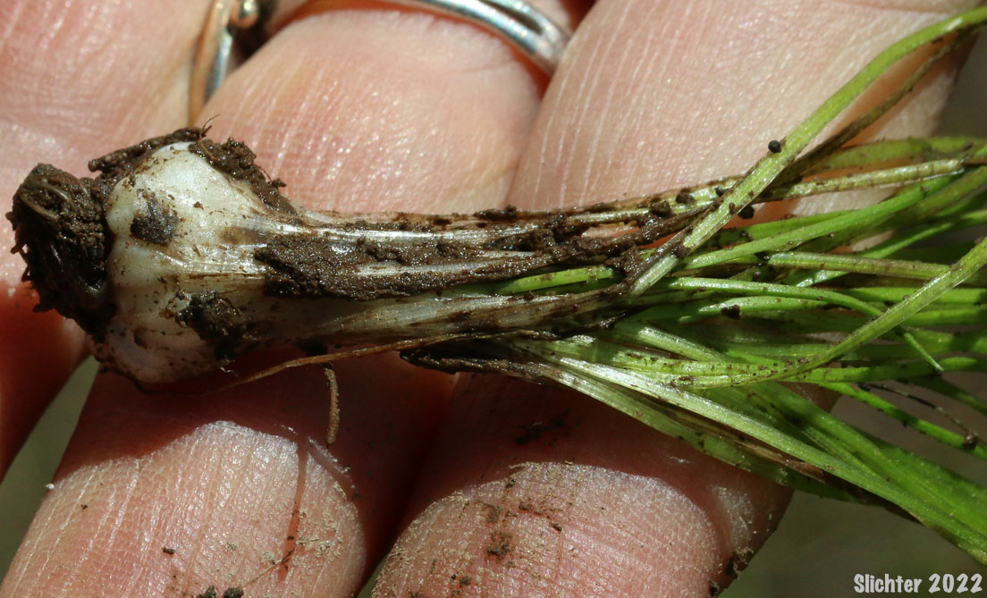 Nuttall's Quillwort: Isoetes nuttallii (Synonyms: Isoetes opaca, Isoetes suksdorfii)