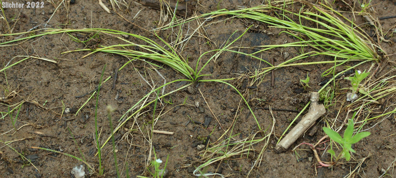 Nuttall's Quillwort: Isoetes nuttallii (Synonyms: Isoetes opaca, Isoetes suksdorfii)