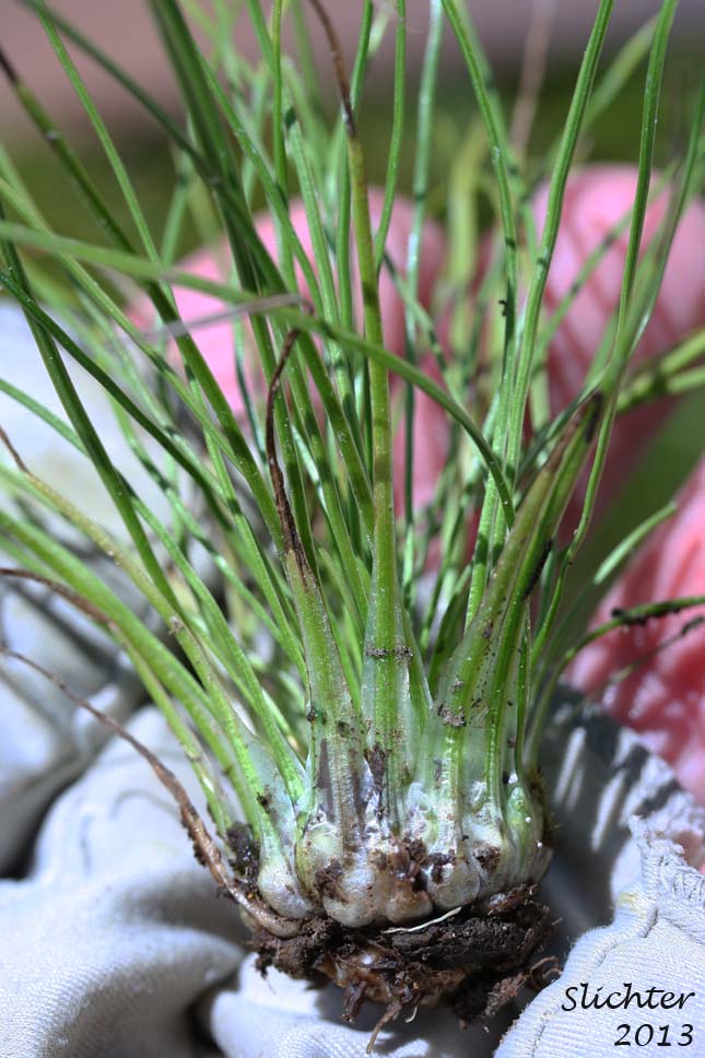 Nuttall's Quillwort: Isoetes nuttallii (Synonyms: Isoetes opaca, Isoetes suksdorfii)