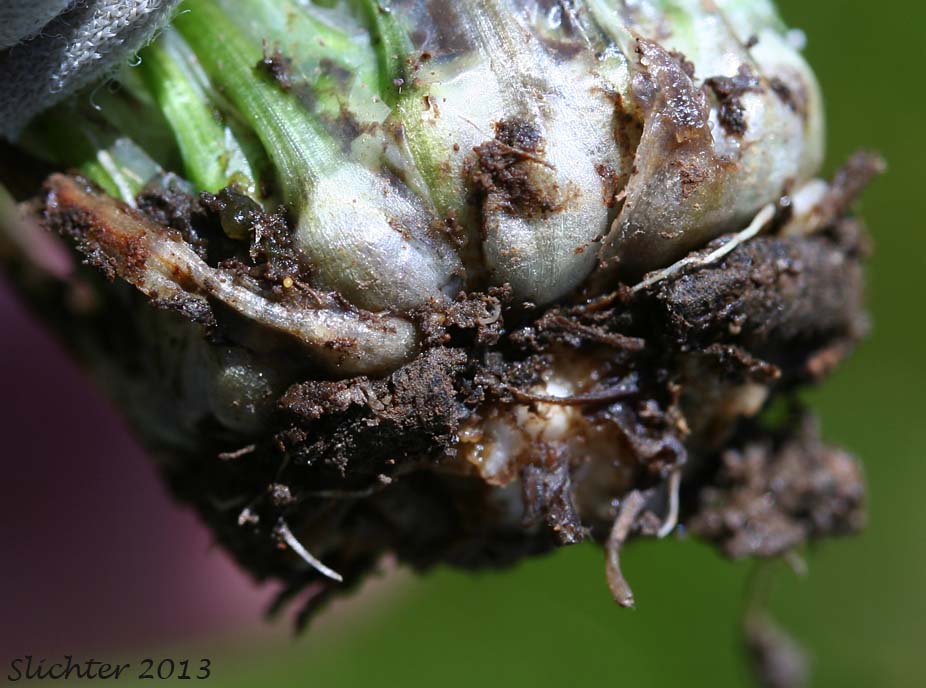 Base of Nuttall's Quillwort: Isoetes nuttallii (Synonyms: Isoetes opaca, Isoetes suksdorfii)