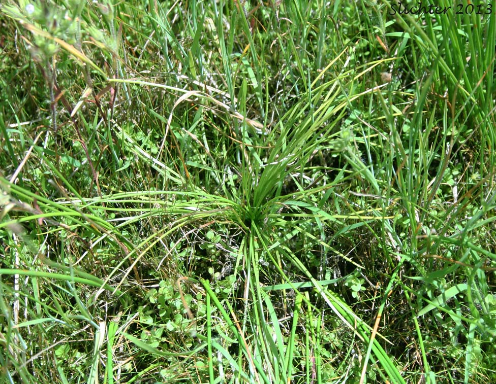 Nuttall's Quillwort: Isoetes nuttallii (Synonyms: Isoetes opaca, Isoetes suksdorfii)