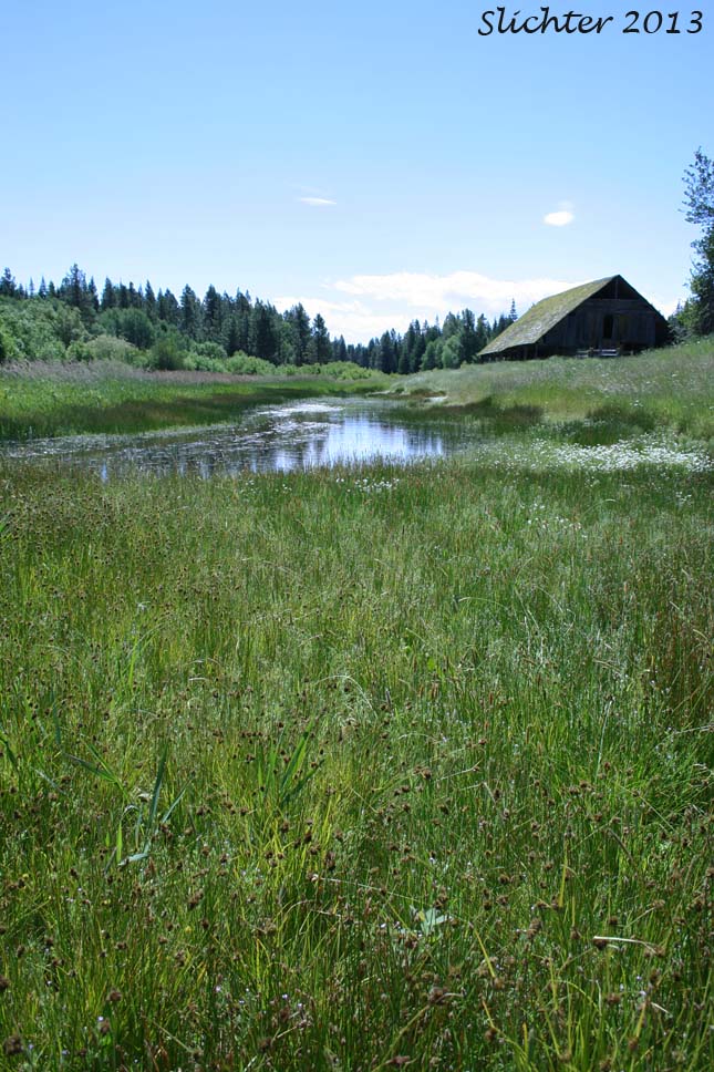 Habitat of Nuttall's Quillwort: Isoetes nuttallii (Synonyms: Isoetes opaca, Isoetes suksdorfii)