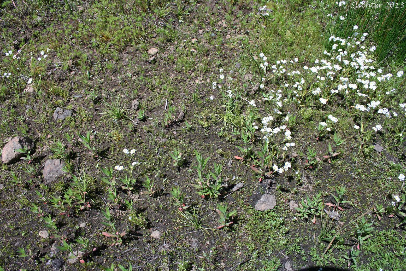 Habitat of Nuttall's Quillwort: Isoetes nuttallii (Synonyms: Isoetes opaca, Isoetes suksdorfii)