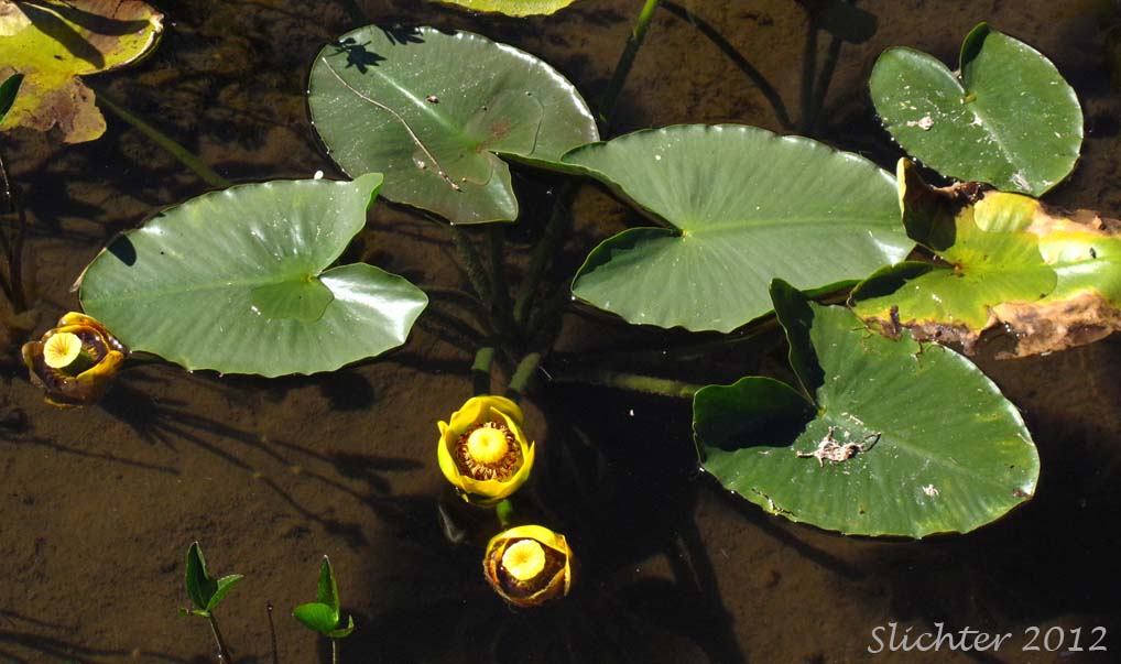 Yellow Yellow Water-lily, Indian Pond Lily, Spatterdock: Nuphar polysepala (Synonyms: Nuphar lutea ssp. polysepala, Nuphar polysepalum)