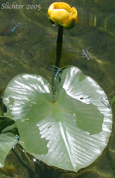 Yellow Water-lily, Indian Pond Lily, Spatterdock: Nuphar polysepala (Synonyms: Nuphar lutea ssp. polysepala, Nuphar polysepalum)