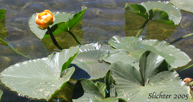 Yellow Water-lily, Indian Pond Lily, Spatterdock: Nuphar polysepala (Synonyms: Nuphar lutea ssp. polysepala, Nuphar polysepalum)