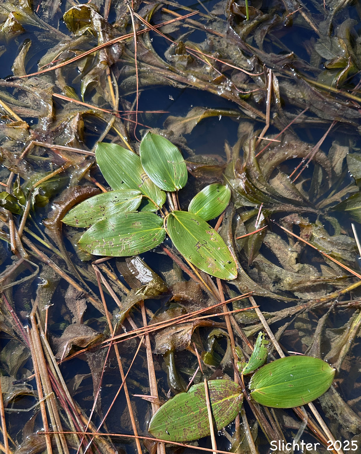 Alpine Pondweed, Northern Pondweed, Reddish Pondweed: Potamogeton alpinus (Synonyms: Potamogeton alpinus ssp. tenuifolius, Potamogeton alpinus var. subellipticus, Potamogeton alpinus var. tenuifolius, Potamogeton tenuifolius, Potamogegon tenuifolius var. subellipticus)