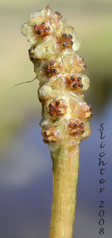 Inflorescence of Alpine Pondweed, Northern Pondweed, Reddish Pondweed: Potamogeton alpinus (Synonyms: Potamogeton alpinus ssp. tenuifolius, Potamogeton alpinus var. subellipticus, Potamogeton alpinus var. tenuifolius, Potamogeton tenuifolius, Potamogegon tenuifolius var. subellipticus)