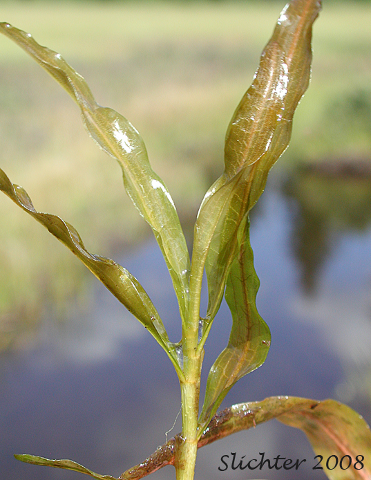 Alpine Pondweed, Northern Pondweed, Reddish Pondweed: Potamogeton alpinus (Synonyms: Potamogeton alpinus ssp. tenuifolius, Potamogeton alpinus var. subellipticus, Potamogeton alpinus var. tenuifolius, Potamogeton tenuifolius, Potamogegon tenuifolius var. subellipticus)