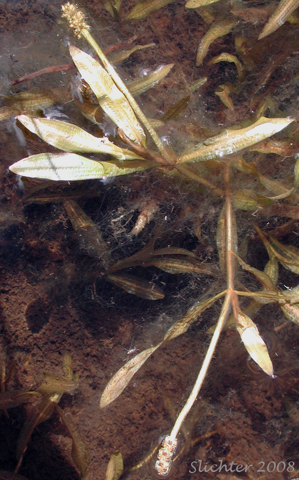 Alpine Pondweed, Northern Pondweed, Reddish Pondweed: Potamogeton alpinus (Synonyms: Potamogeton alpinus ssp. tenuifolius, Potamogeton alpinus var. subellipticus, Potamogeton alpinus var. tenuifolius, Potamogeton tenuifolius, Potamogegon tenuifolius var. subellipticus)