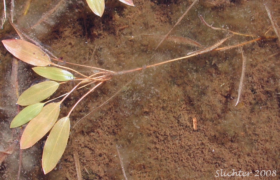 Ribbonleaf Pondweed, Ribbon-leaf Pondweed, Ribbon-leaved pondweed: Potamogeton epihydrus (Synonyms: Potamogeton epihydrus ssp. nuttallii, Potamogeton epihydrus var. ramosus)