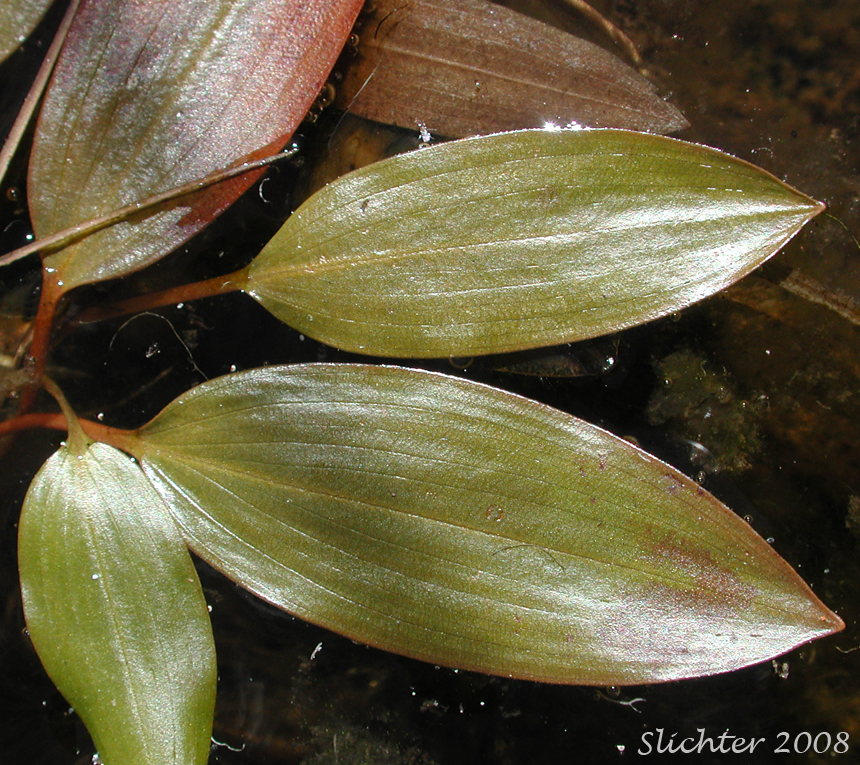 Ribbonleaf Pondweed, Ribbon-leaf Pondweed, Ribbon-leaved pondweed: Potamogeton epihydrus (Synonyms: Potamogeton epihydrus ssp. nuttallii, Potamogeton epihydrus var. ramosus)