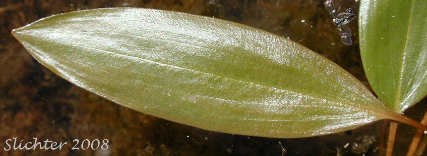 Ribbonleaf Pondweed, Ribbon-leaf Pondweed, Ribbon-leaved pondweed: Potamogeton epihydrus (Synonyms: Potamogeton epihydrus ssp. nuttallii, Potamogeton epihydrus var. ramosus)