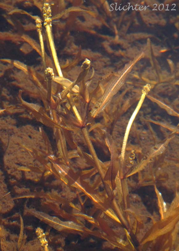 Grassy Pondweed, Variable Pondweed, Variableleaf Pondweed, Variable-leaved Pondweed: Potamogeton gramineus (Synonyms: Potamogeton gramineus var. gramineus, Potamogeton gramineus var. maximus, Potamogeton gramineus var. myriophyllus, Potamogeton heterophyllus)