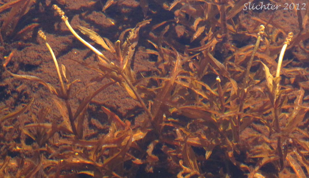 Grassy Pondweed, Variable Pondweed, Variableleaf Pondweed, Variable-leaved Pondweed: Potamogeton gramineus (Synonyms: Potamogeton gramineus var. gramineus, Potamogeton gramineus var. maximus, Potamogeton gramineus var. myriophyllus, Potamogeton heterophyllus)