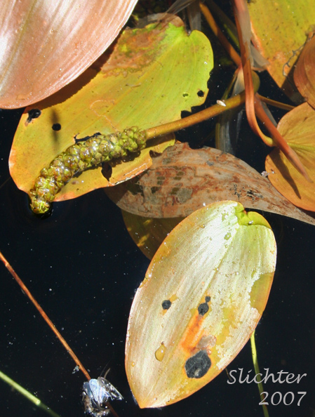 Floating-leaved Pondweed, Floating Pondweed: Potamogeton natans