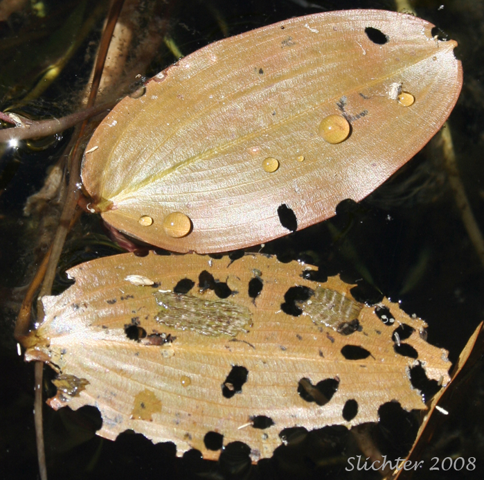 Floating-leaved Pondweed, Floating Pondweed: Potamogeton natans