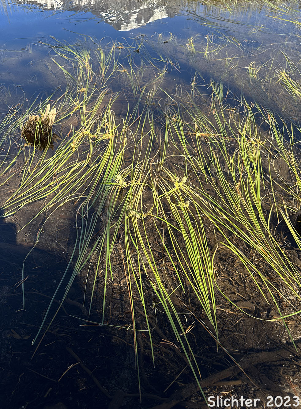 Floating Bur-reed, Narrowleaf Bur-reed, Narrow-leaved Bur-reed: Sparganium angustifolium (Synonyms: Sparganium angustifolium var. multipedunculatum, Sparganium emersum var. angustifolium, Sparganium emersum var. multipedunculatum, Sparganium multipedunculatum, Sparganium simplex var. multipedunculatum)