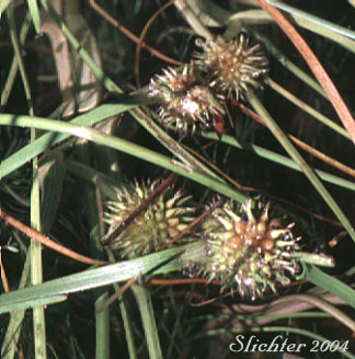 Floating Bur-reed, Narrowleaf Bur-reed, Narrow-leaved Bur-reed: Sparganium angustifolium (Synonyms: Sparganium angustifolium var. multipedunculatum, Sparganium emersum var. angustifolium, Sparganium emersum var. multipedunculatum, Sparganium multipedunculatum, Sparganium simplex var. multipedunculatum)