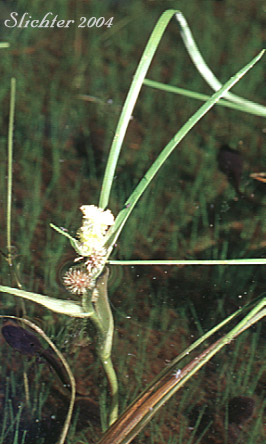 Floating Bur-reed, Narrowleaf Bur-reed, Narrow-leaved Bur-reed: Sparganium angustifolium (Synonyms: Sparganium angustifolium var. multipedunculatum, Sparganium emersum var. angustifolium, Sparganium emersum var. multipedunculatum, Sparganium multipedunculatum, Sparganium simplex var. multipedunculatum)